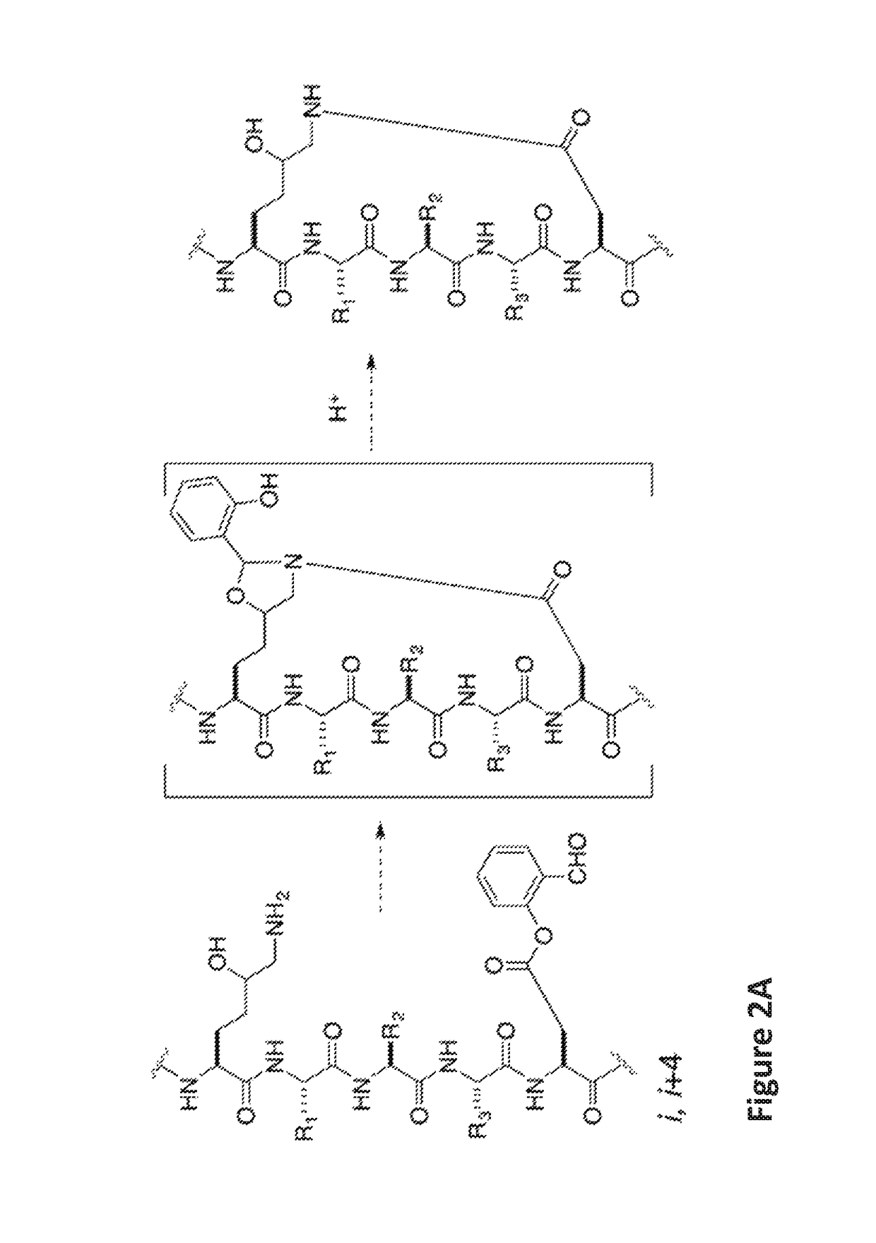 Stapled helical peptides and methods of synthesis