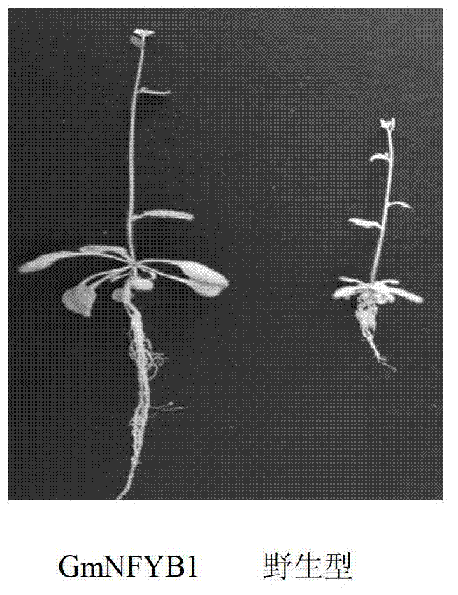 Soybean nuclear factor protein and encoding genes of protein and applications of protein and encoding genes