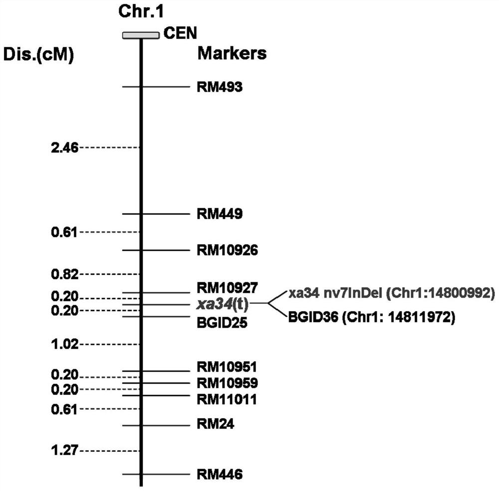 Indel molecular marker co-segregated with rice bacterial blight resistance gene xa34(t) and its detection primers and application