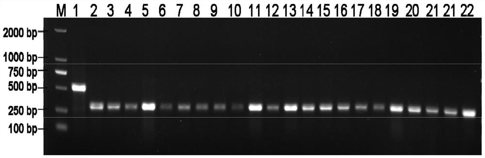 Indel molecular marker co-segregated with rice bacterial blight resistance gene xa34(t) and its detection primers and application