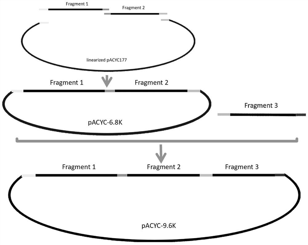 A kind of construction method and application of iapv infectious clone