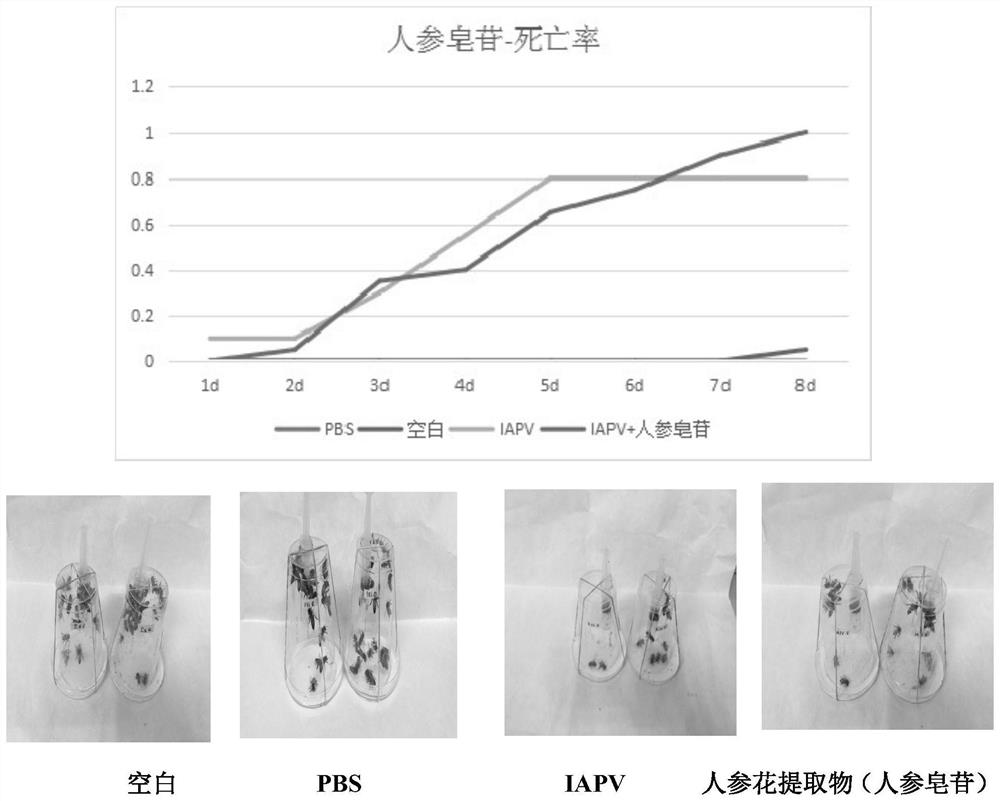 A kind of construction method and application of iapv infectious clone