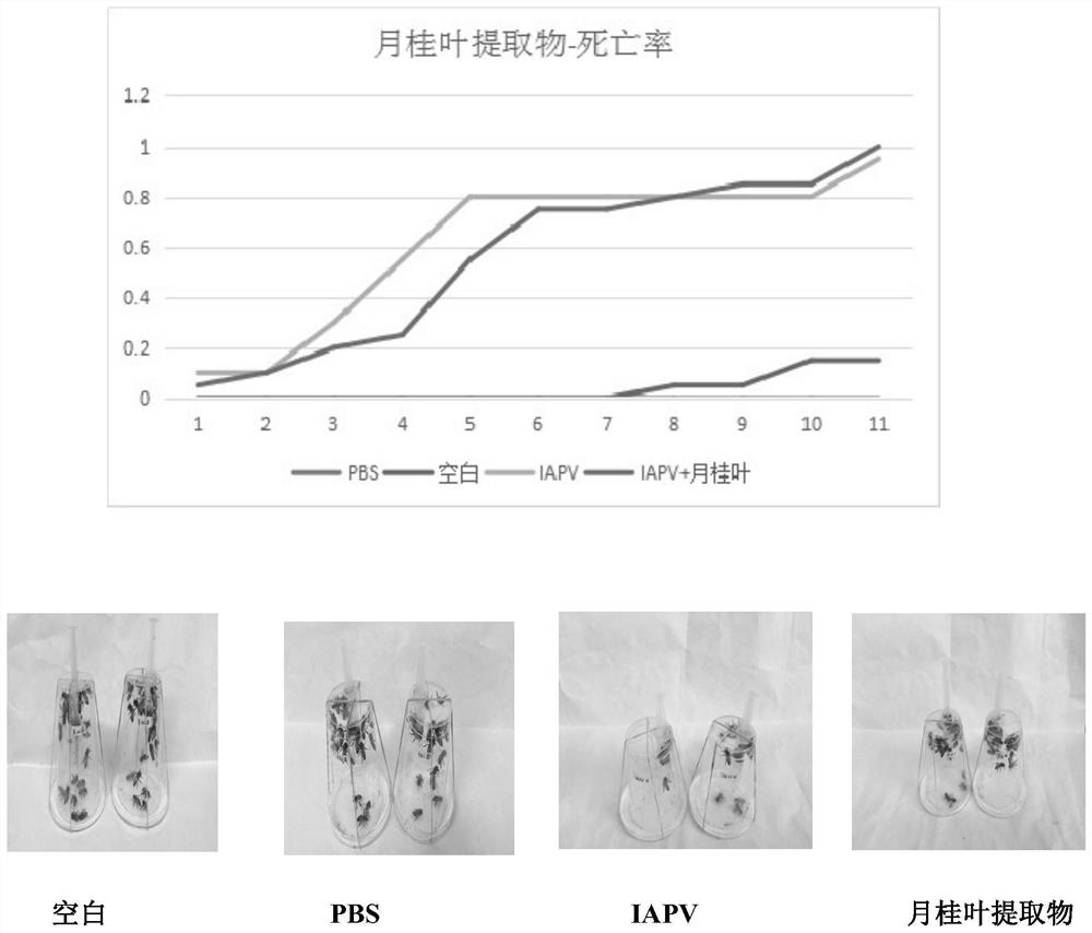 A kind of construction method and application of iapv infectious clone