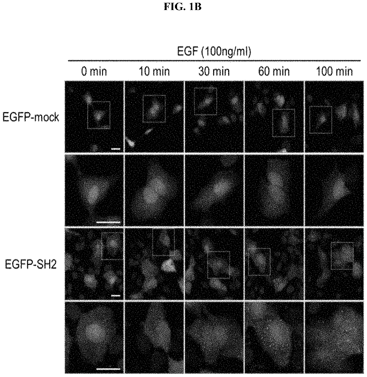 Anti-aging or skin-regenerating composition comprising piperonylic acid as effective ingredient