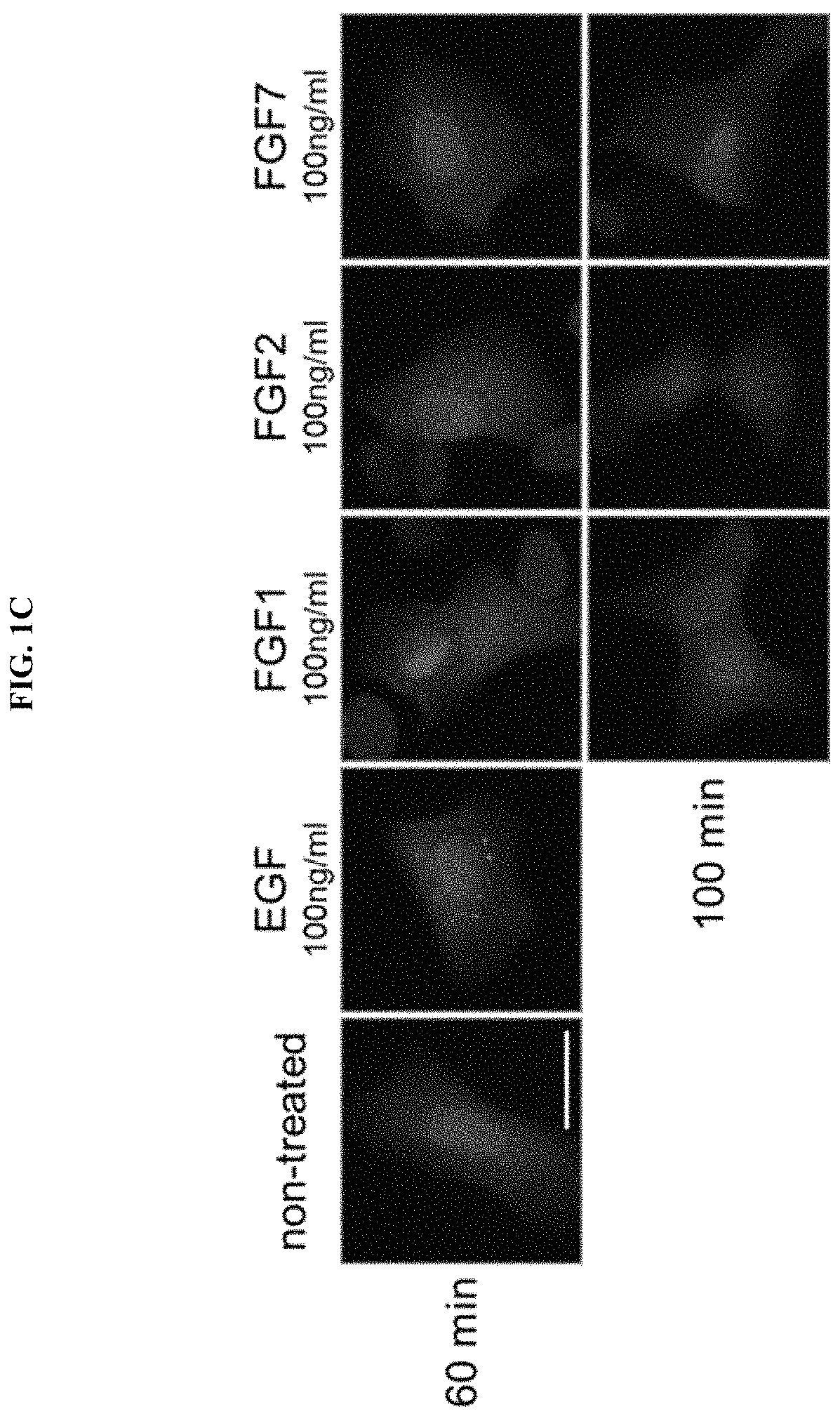 Anti-aging or skin-regenerating composition comprising piperonylic acid as effective ingredient