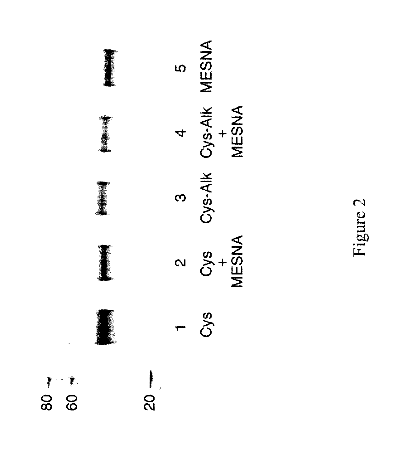 Hybrid immunoglobulin containing non-peptidyl linkage