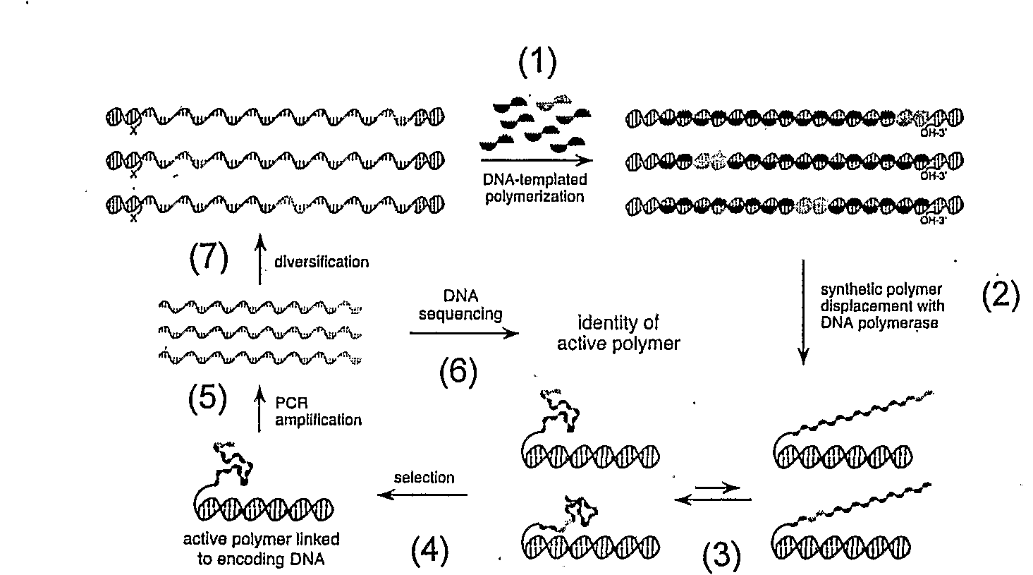 Polymer evolution via templated synthesis