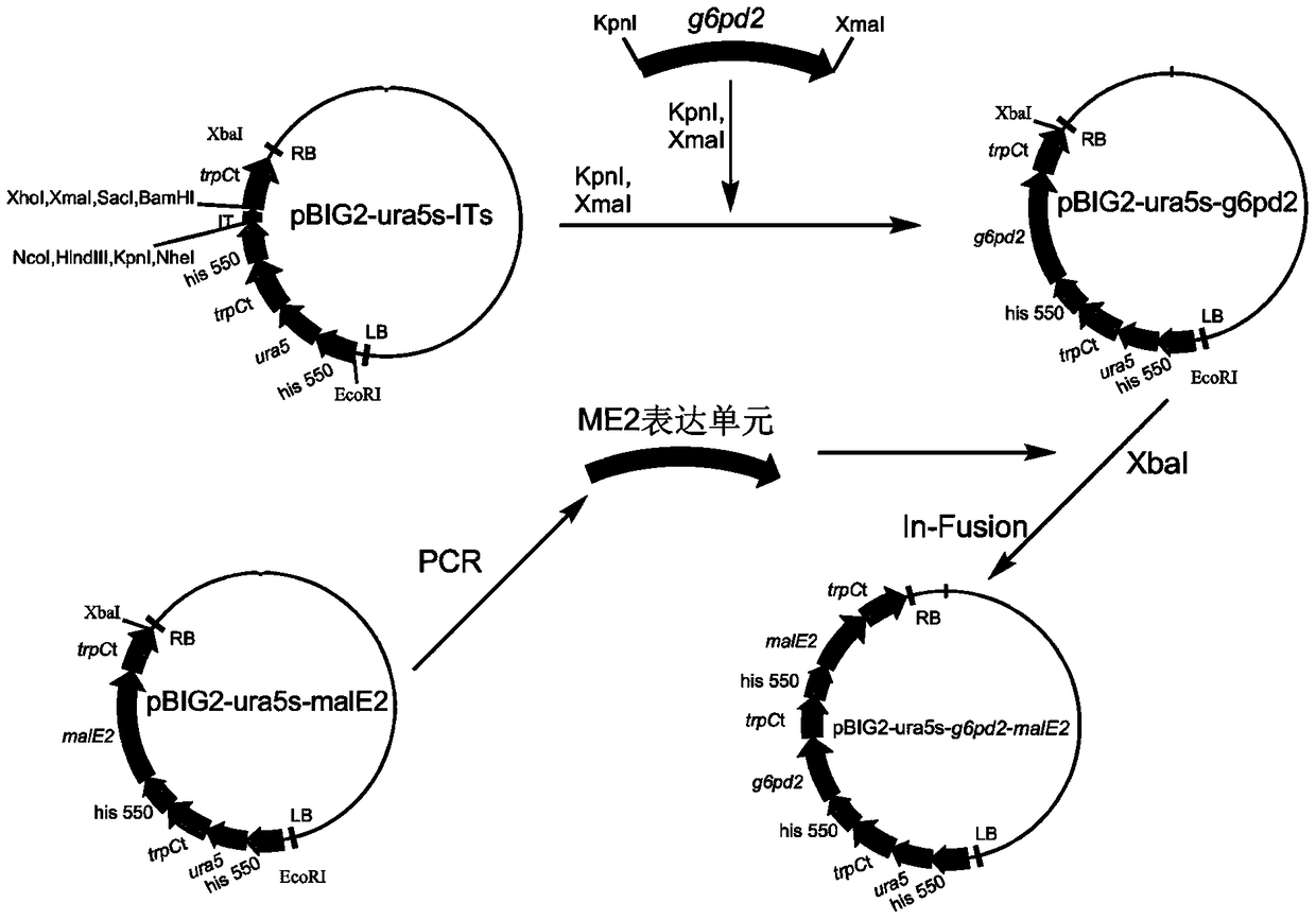A recombinant Mortierella alpina strain co-expressing glucose-6-phosphate dehydrogenase and malic enzyme and its construction method and application
