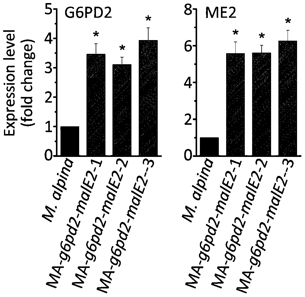 A recombinant Mortierella alpina strain co-expressing glucose-6-phosphate dehydrogenase and malic enzyme and its construction method and application