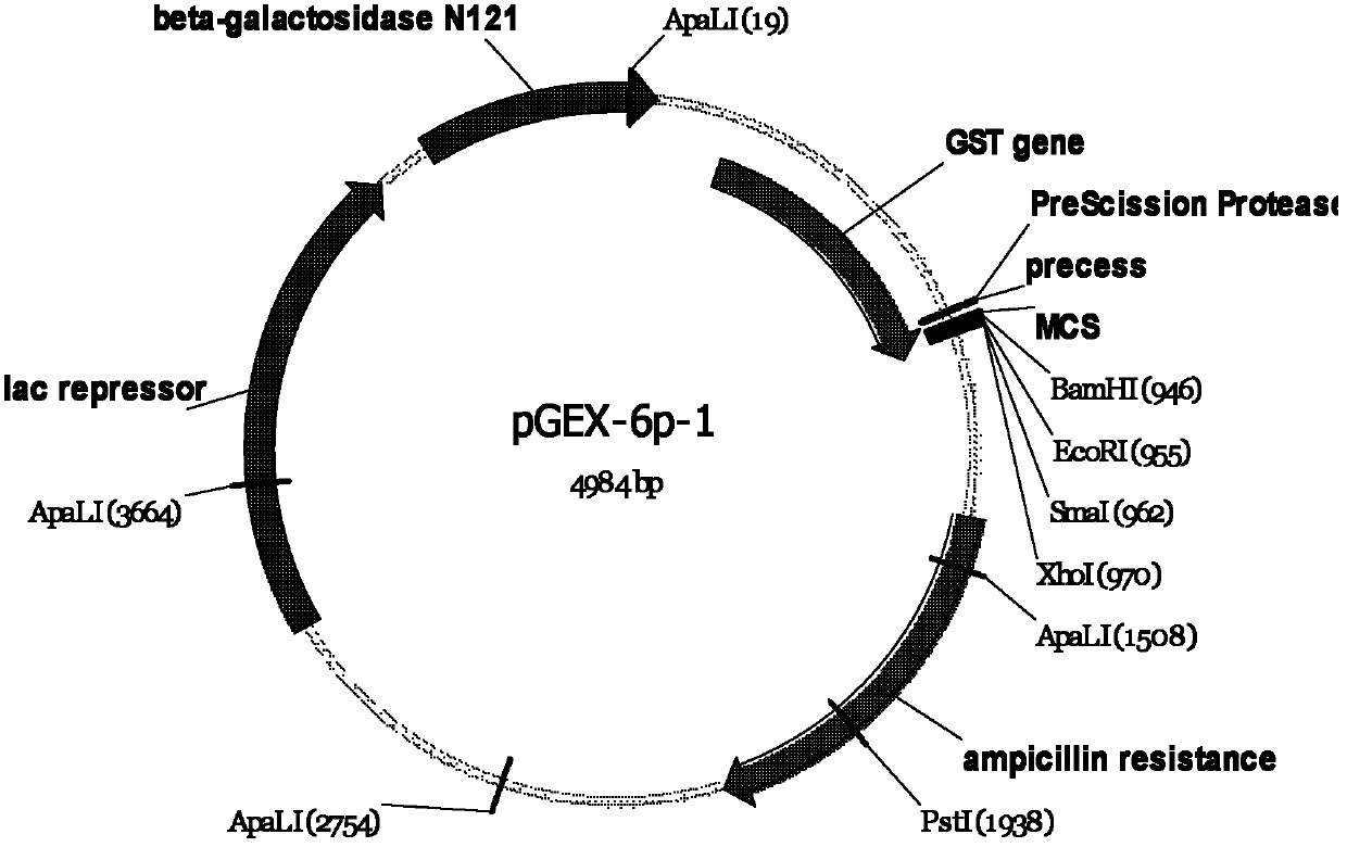 Small-ring type DNA (deoxyribonucleic acid) recombinant vector for blocking HIV (human immunodeficiency virus)-1 membrane fusion and application thereof