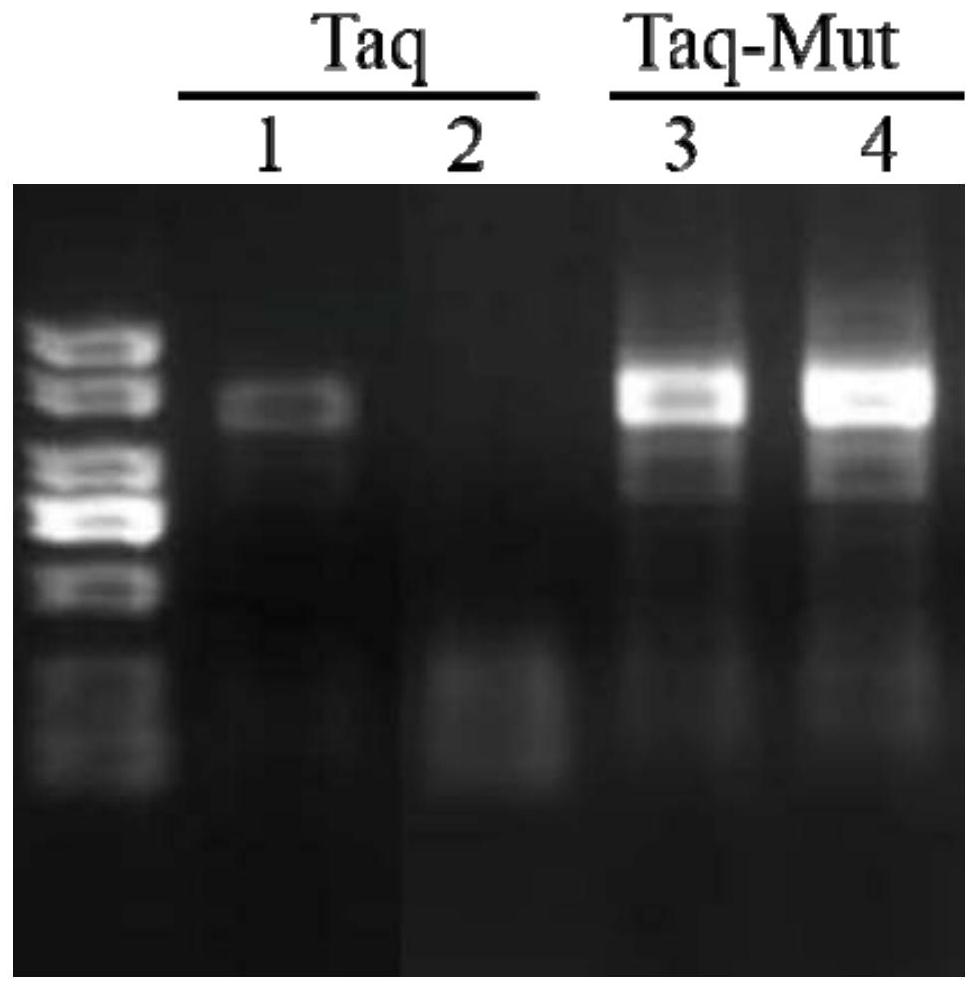 A mutant taq DNA polymerase with improved tolerance and its preparation method and application