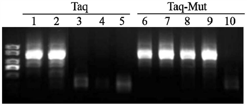 A mutant taq DNA polymerase with improved tolerance and its preparation method and application