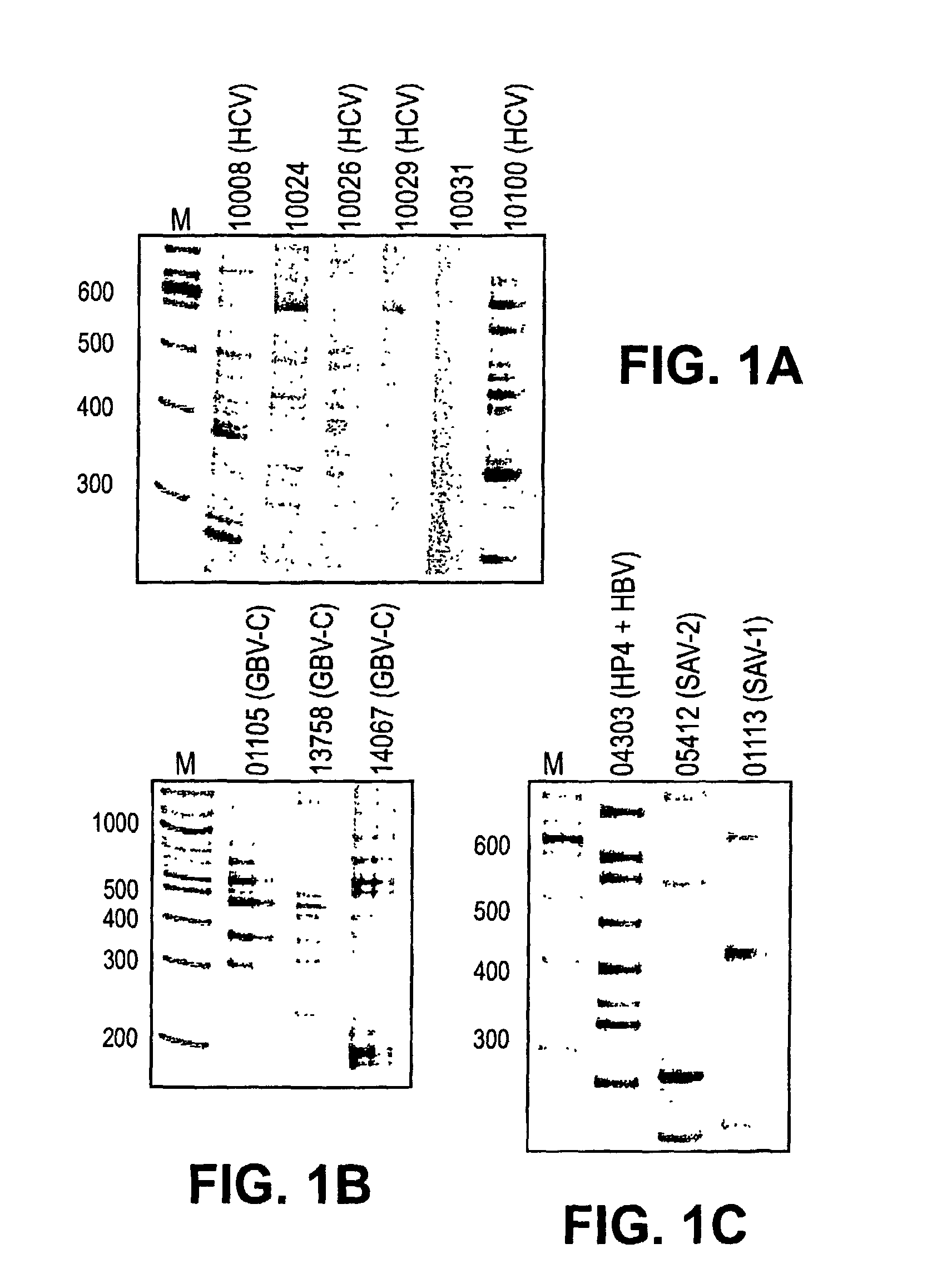 Human parvovirus