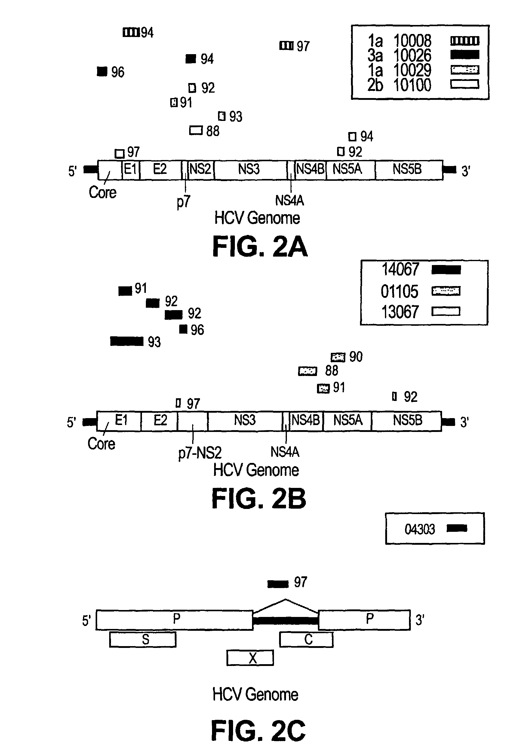 Human parvovirus