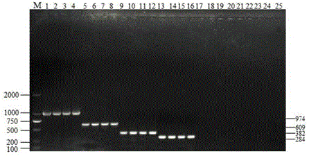 Multi-PCR detection primers for detecting four sheep pathogenic bacteria and detection method