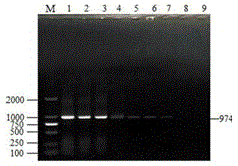 Multi-PCR detection primers for detecting four sheep pathogenic bacteria and detection method