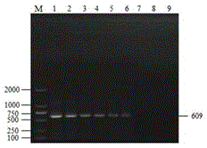 Multi-PCR detection primers for detecting four sheep pathogenic bacteria and detection method