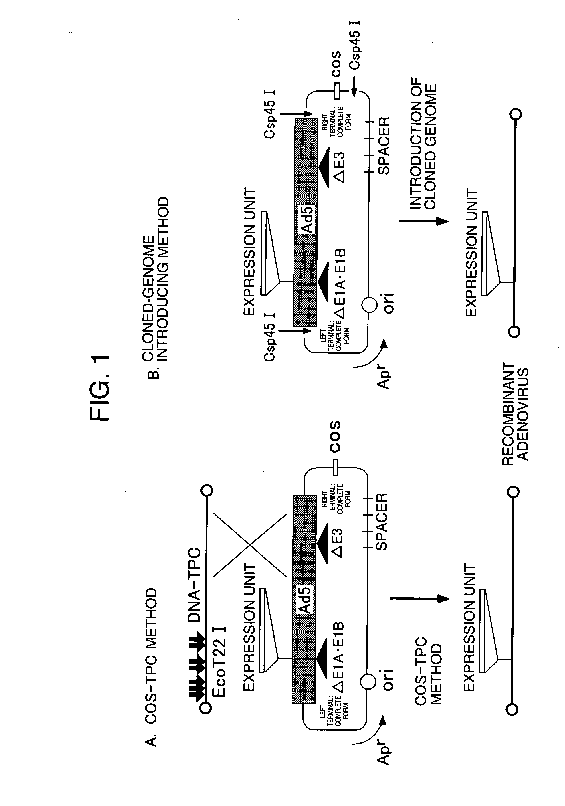 Novel cosmid vector