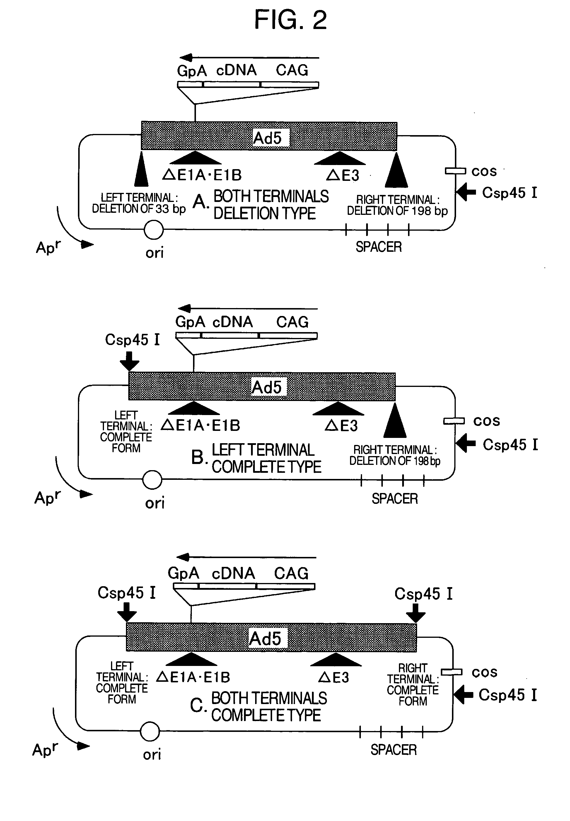 Novel cosmid vector