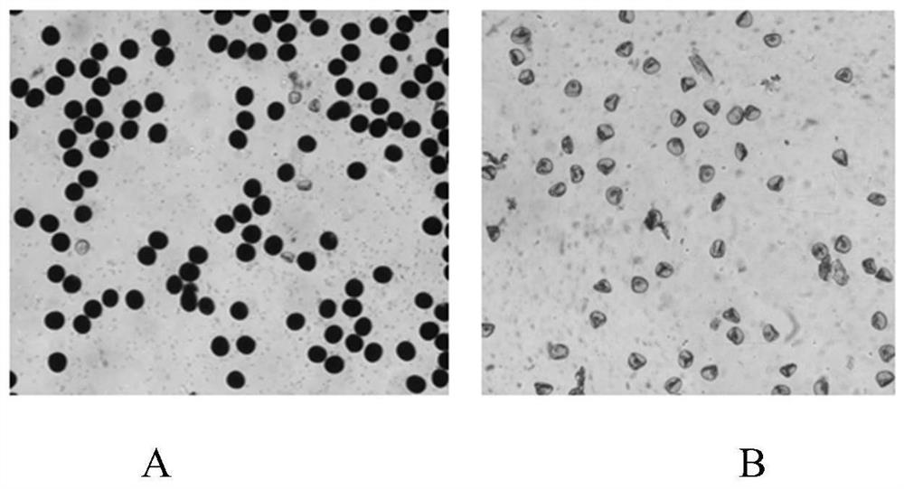 Molecular marker related to rice nucleus male sterility phenotype and application