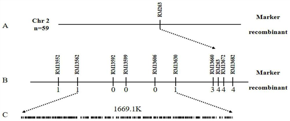 Molecular marker related to rice nucleus male sterility phenotype and application