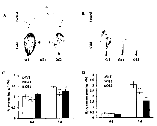 Gene CdERF1 of Cynodon dactylon significantly induced by low temperature and application thereof