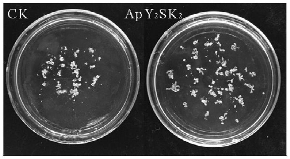 y2sk2 dehydrin that reduces cell stress damage and improves cryopreservation effect