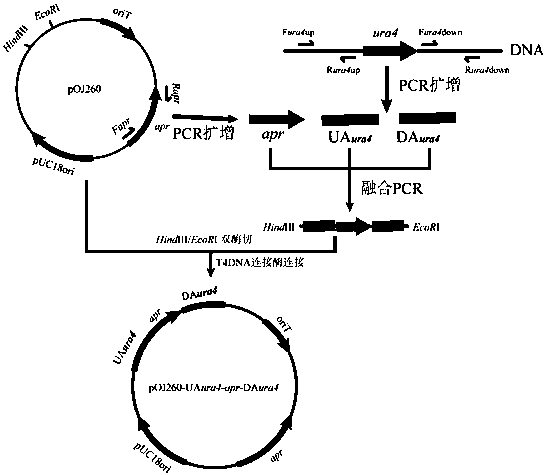 Method of blocking gene clusters of Saccharopolyspora pogona based on homologous recombination of linear fragments