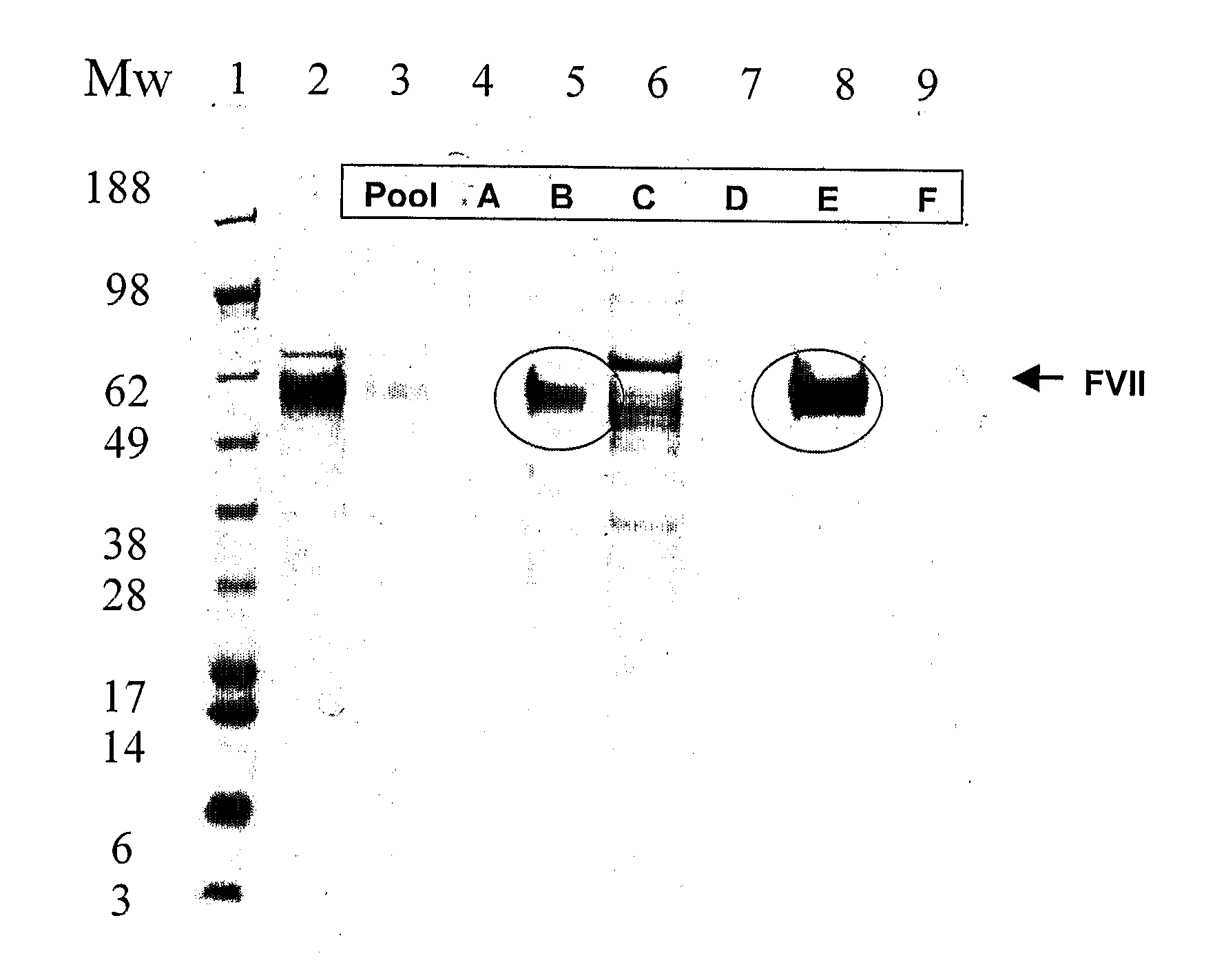 Method for purification of factor vii