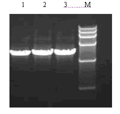 PCR-SBT method for HLA genotyping and reagent thereof