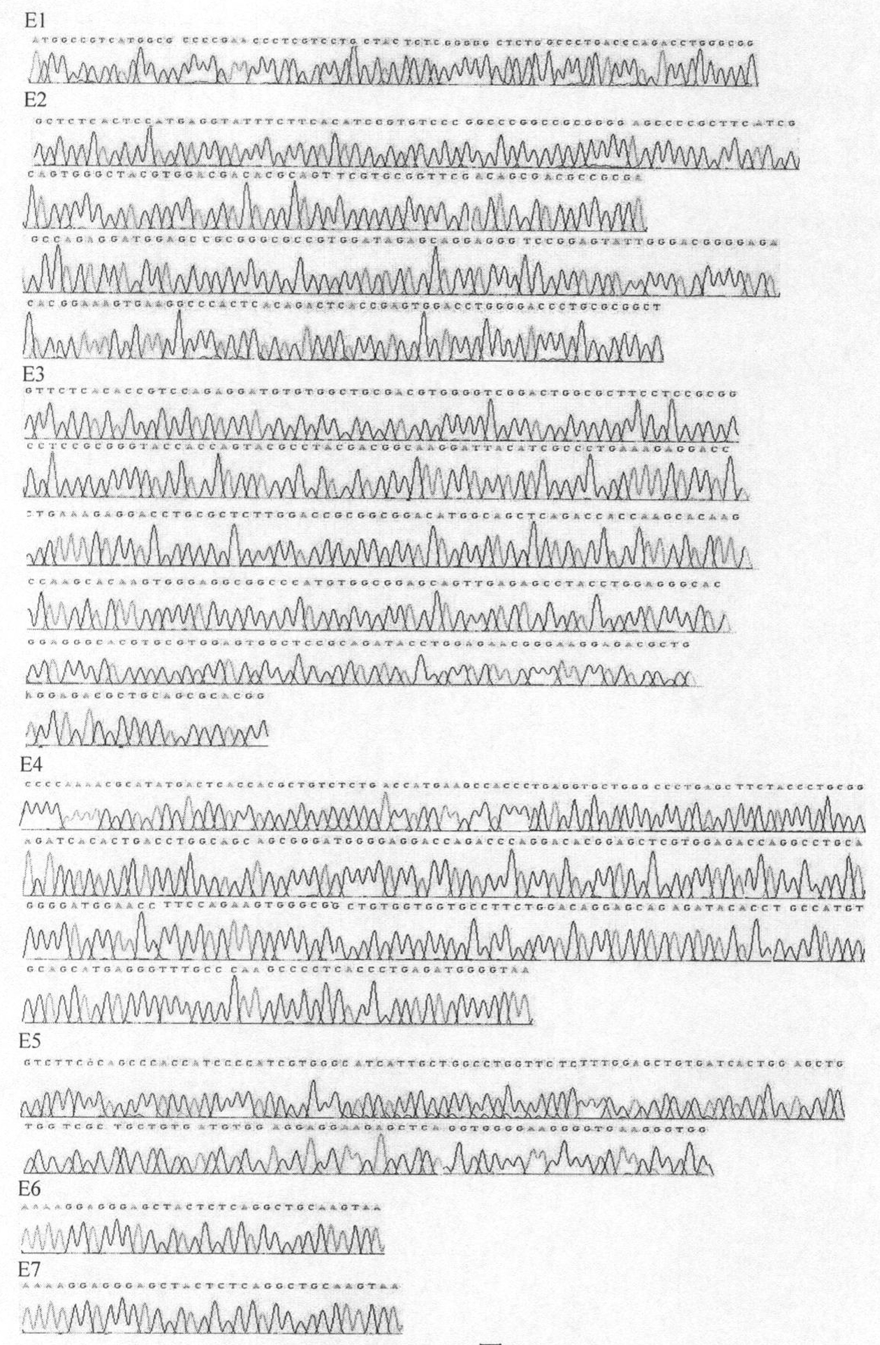 PCR-SBT method for HLA genotyping and reagent thereof