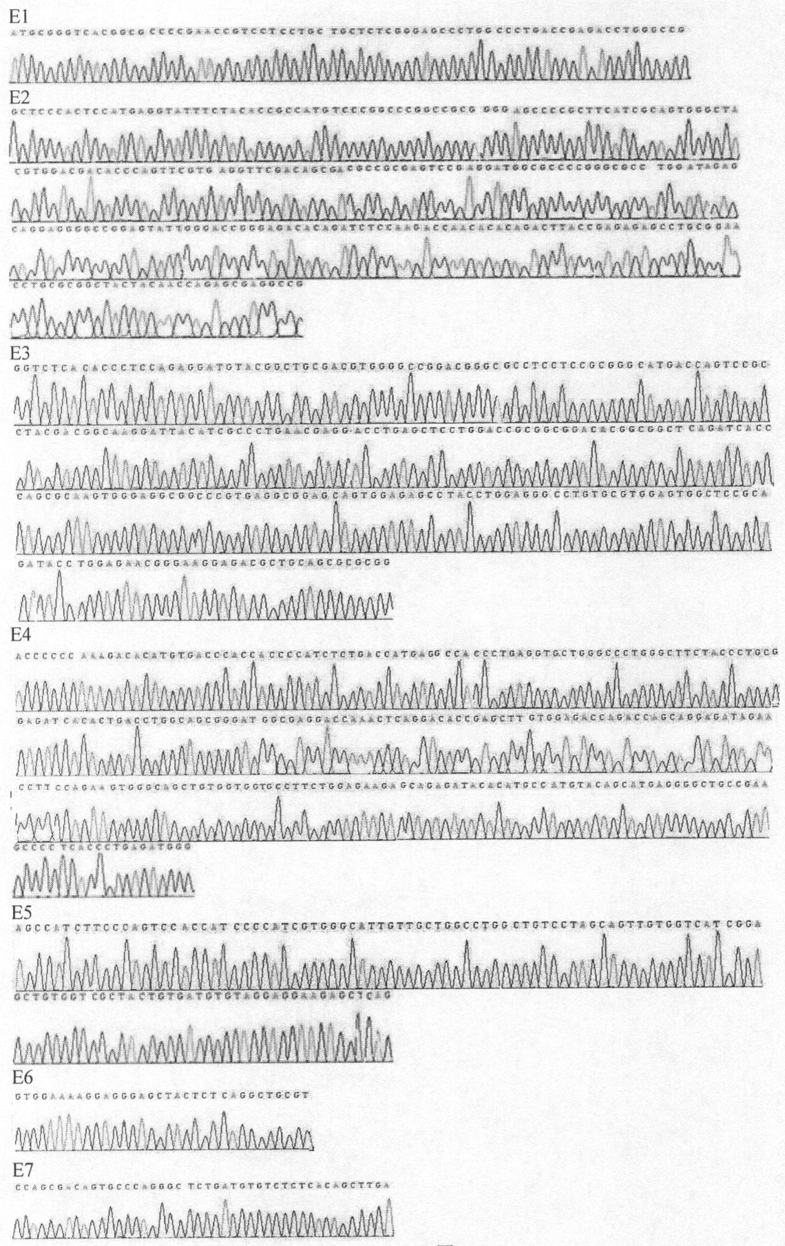 PCR-SBT method for HLA genotyping and reagent thereof