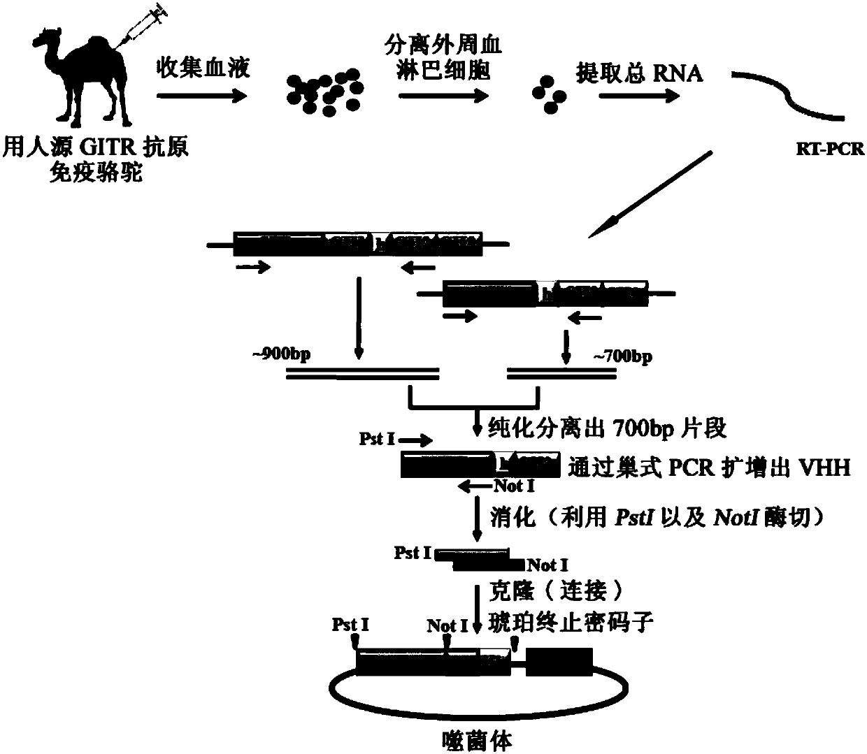 Miniaturized antibodies of antiglucocorticoids induced tumor necrosis factor receptor (GITR), and polymers and application thereof