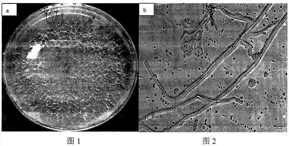 A kind of biocontrol bacteria strain for preventing and treating poplar canker and its application