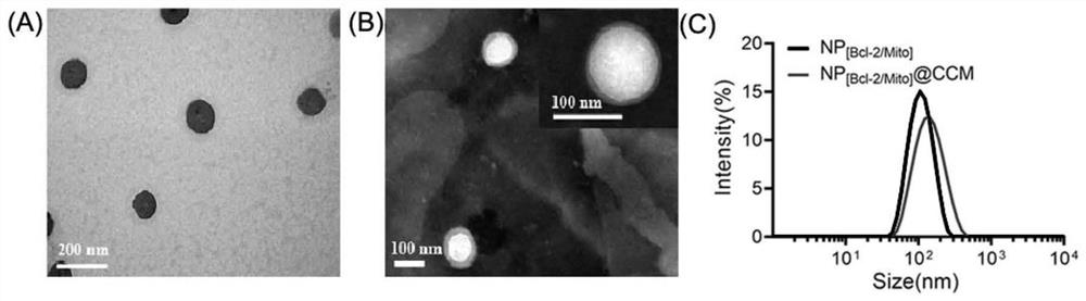 Homologous cancer cell membrane coated nucleic acid-chemotherapeutic drug complex nanoparticles