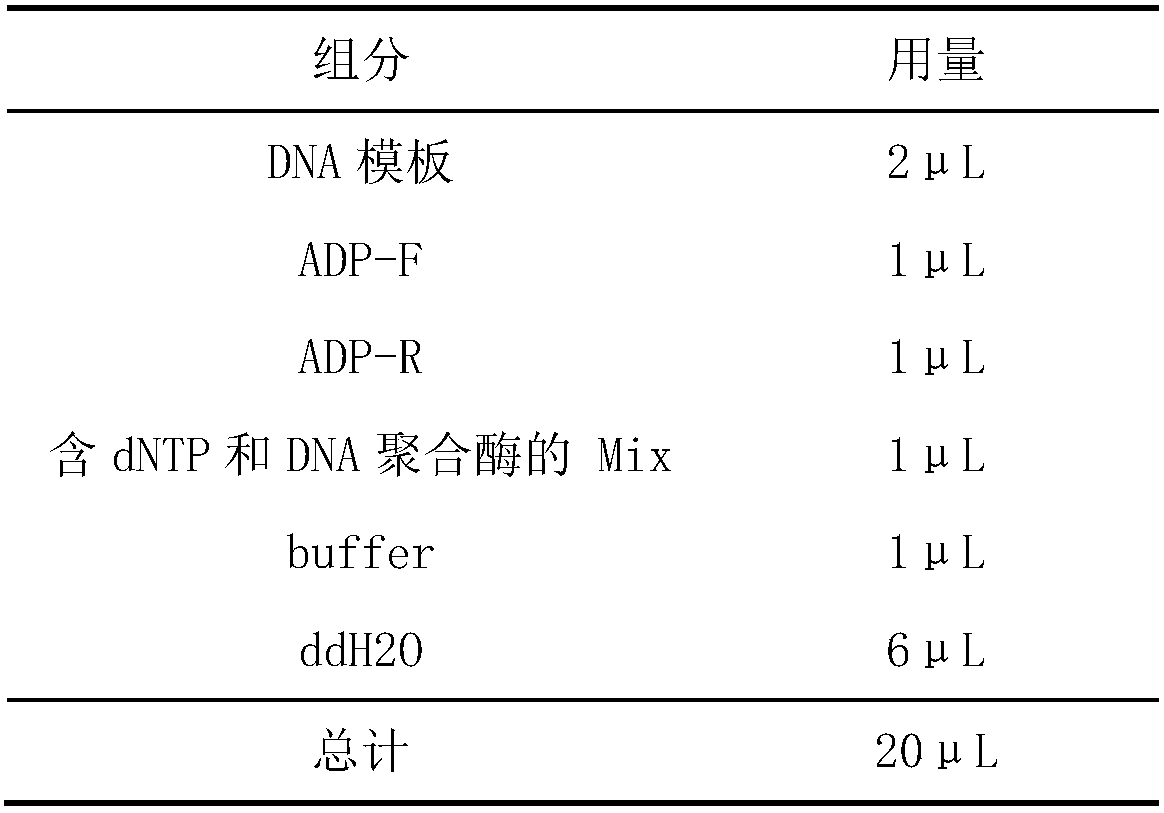 Molecular marker for identifying duck reproduction trait based on adiponectin (ADP) gene and application of molecular marker