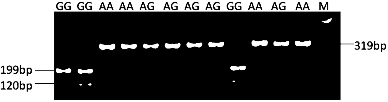 Molecular marker for identifying duck reproduction trait based on adiponectin (ADP) gene and application of molecular marker