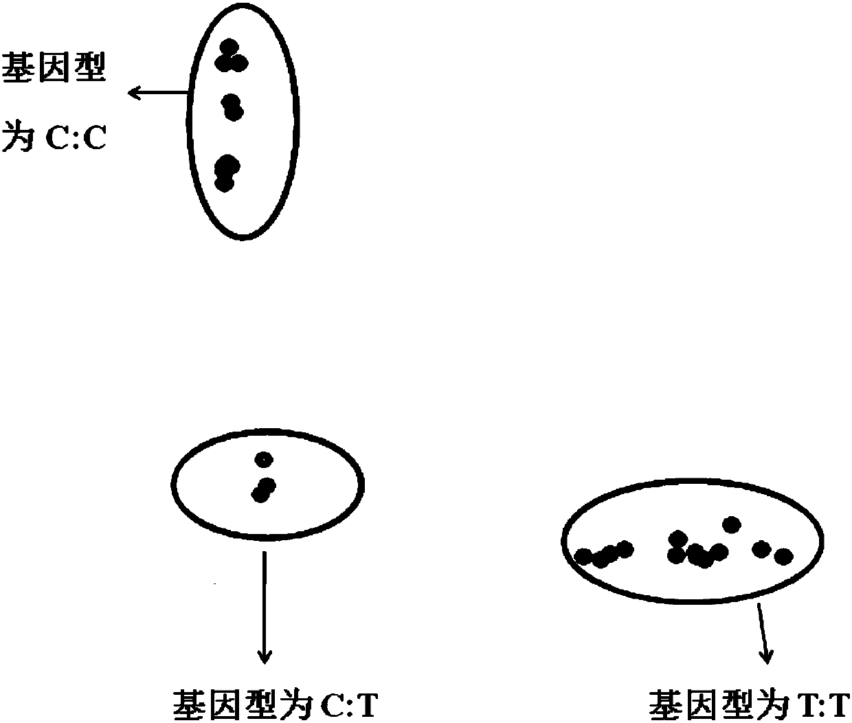 SNP label relevant to root characteristics in wheat seedling stage and application