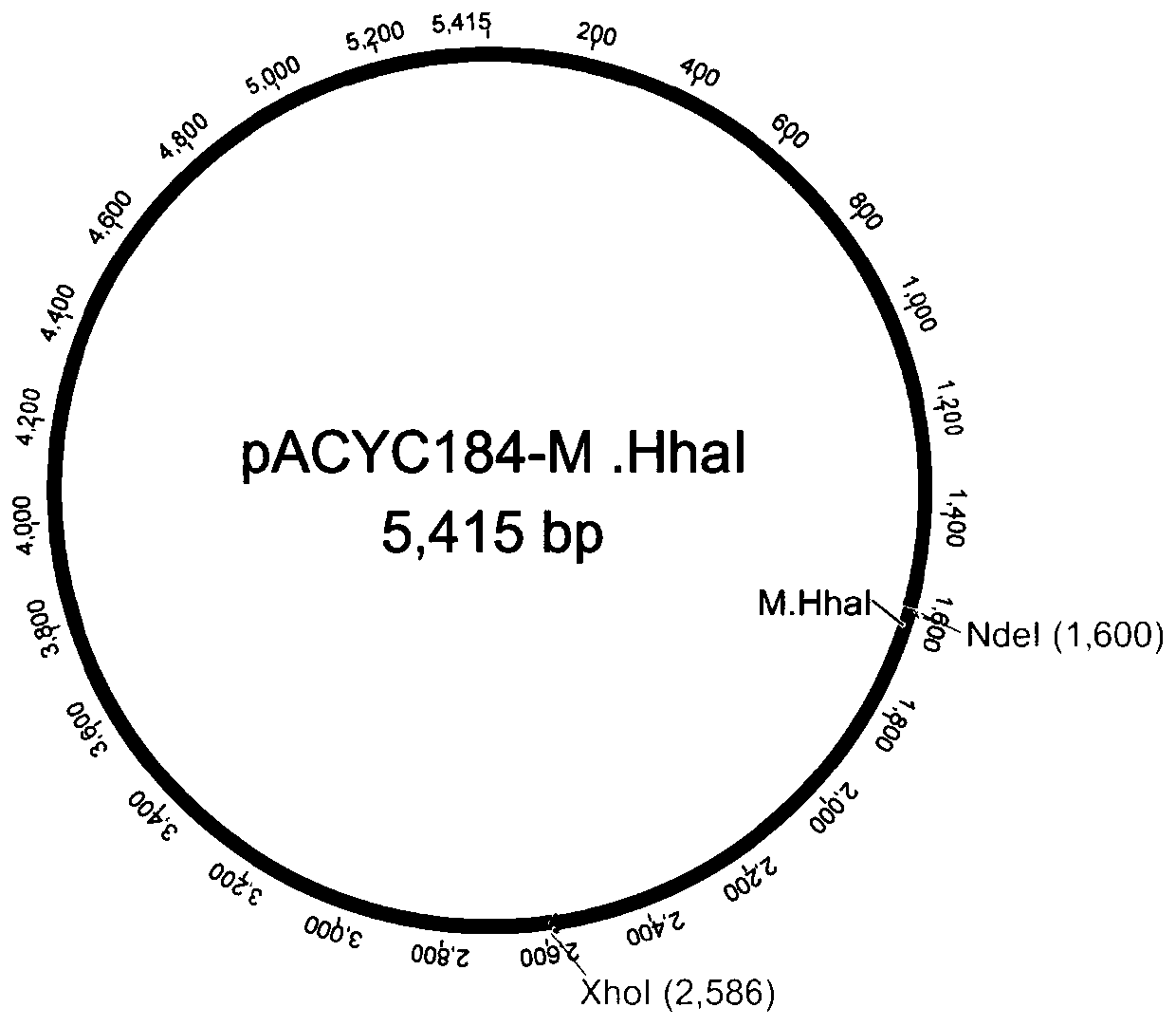 Screening method of methylation-protected strain for expressing restriction enzyme KasI