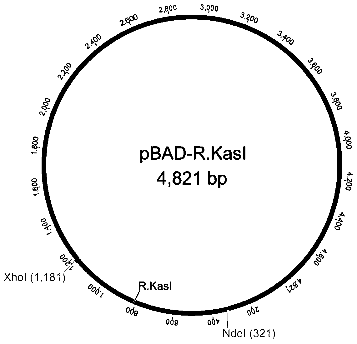 Screening method of methylation-protected strain for expressing restriction enzyme KasI