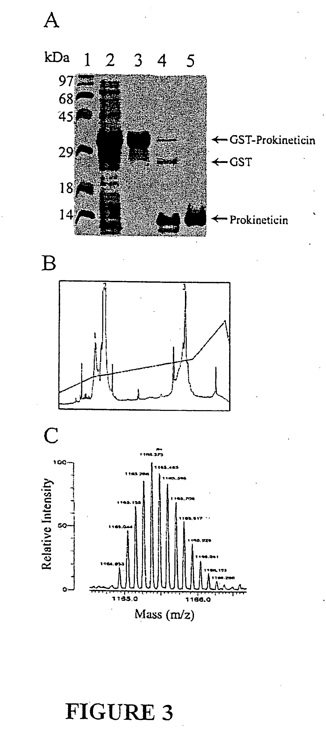 Prokineticin polypeptides, related compositions and methods