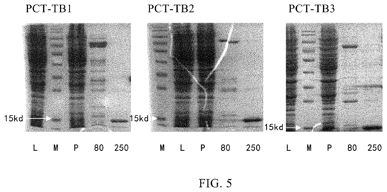 Monoclonal antibody of human-derived procalcitonin, and preparation method and application thereof