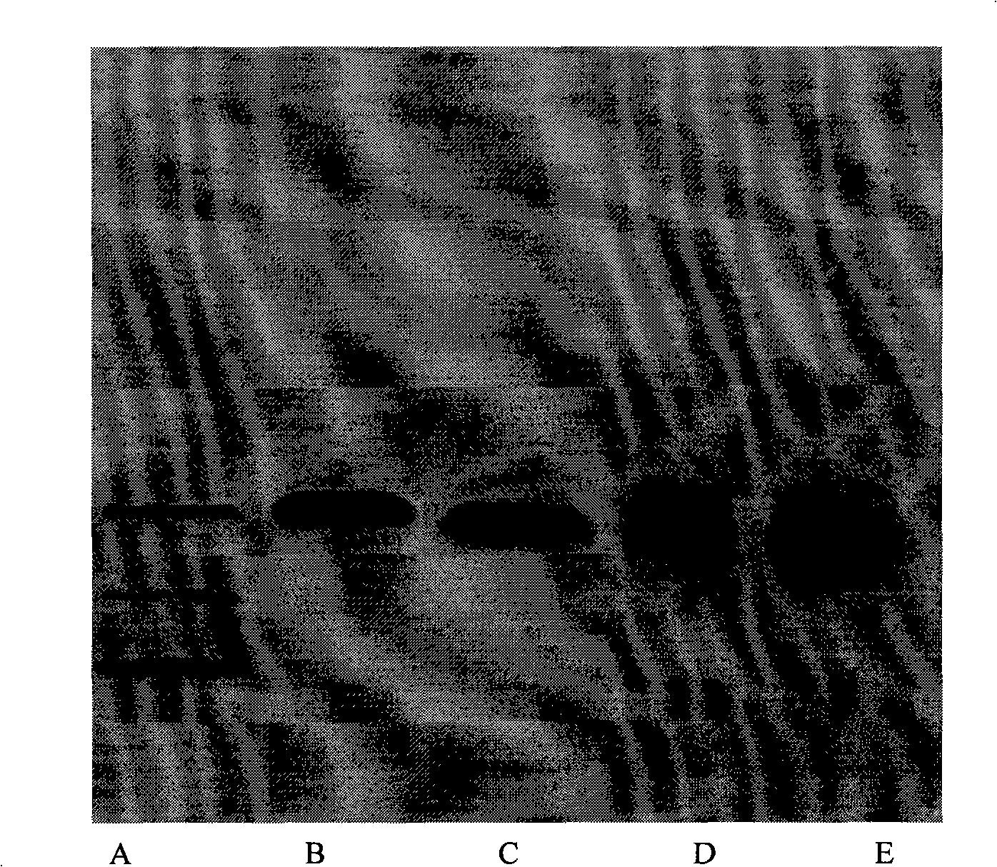 Method for synthesizing general artificial antigen of beta-lactam drugs