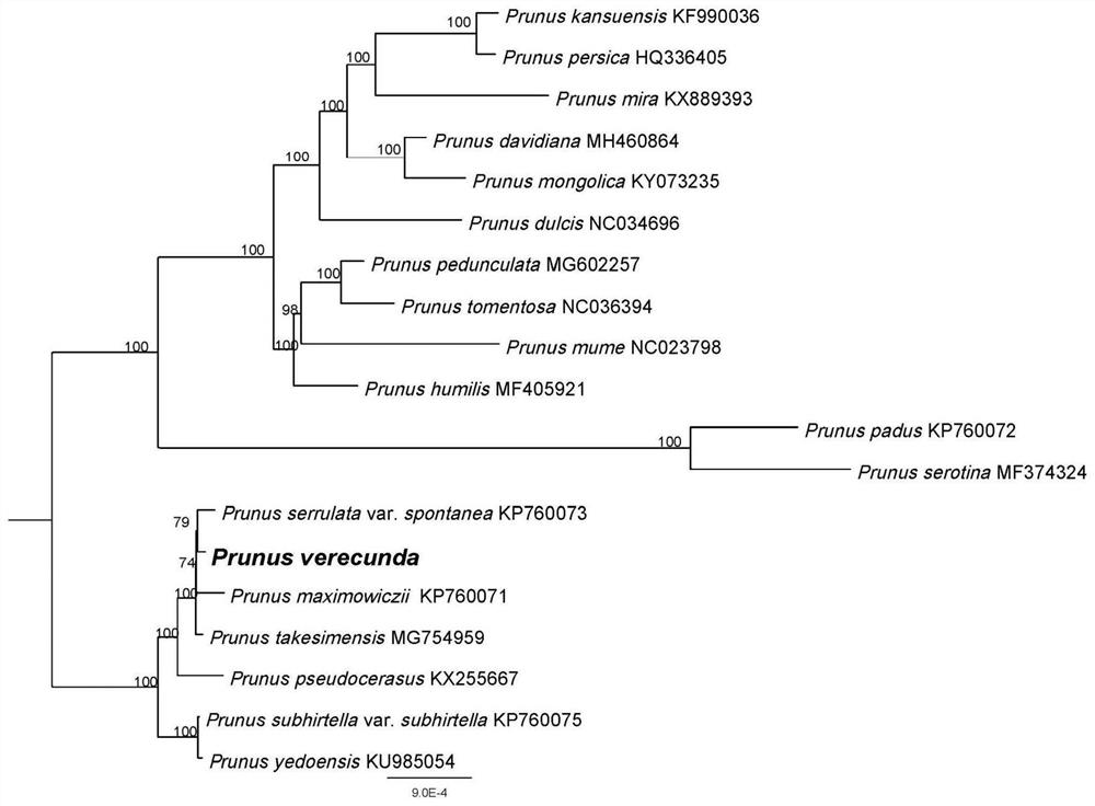 The Chloroplast Genome and Its Application