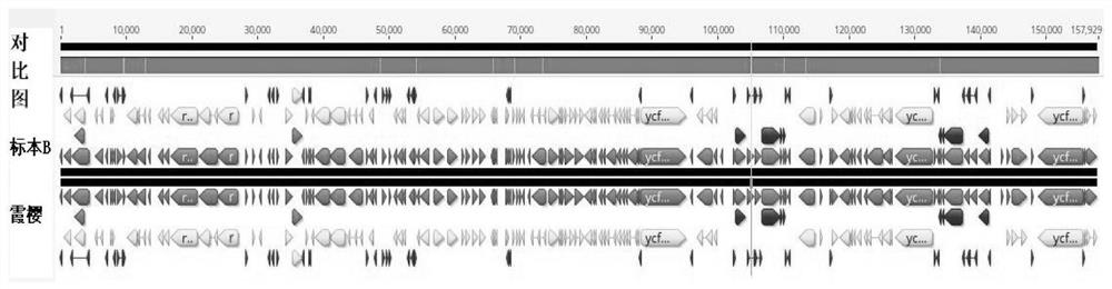 The Chloroplast Genome and Its Application