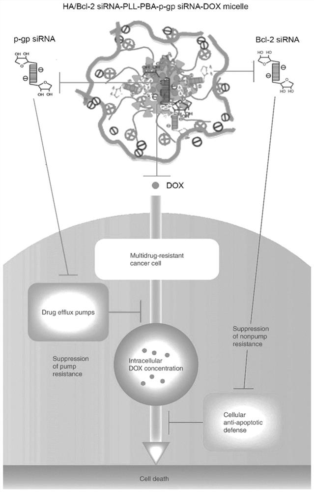 A kind of ATP responsive nano micelles, preparation method and application