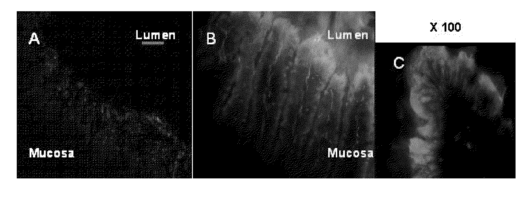 Nanoparticles comprising a cyclodextrin and a biologically active molecule and uses thereof