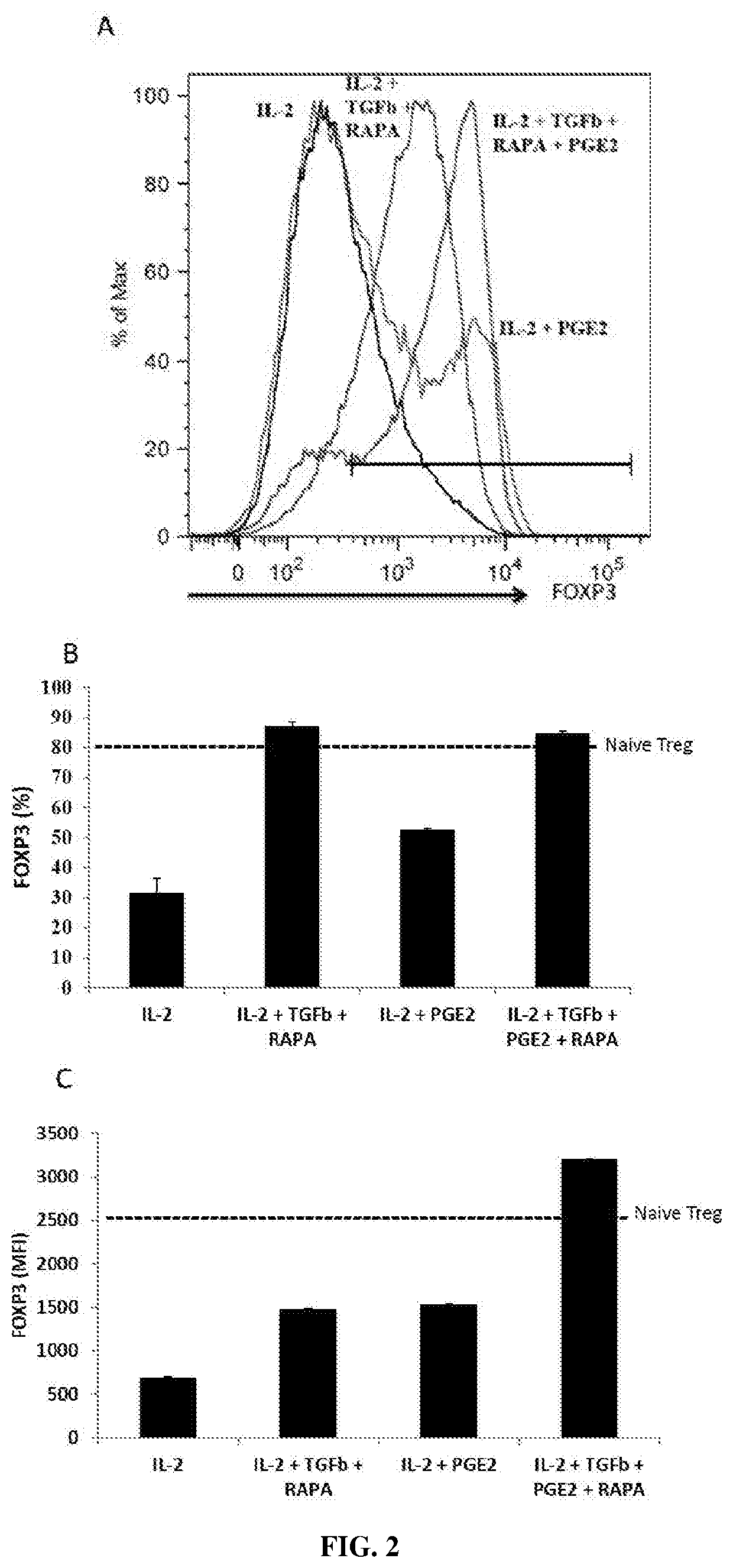 Ex vivo generation of MHCII restricted CD4<sup>+ </sup>FOXP3<sup>+ </sup>regulatory T cells and therapeutic uses thereof