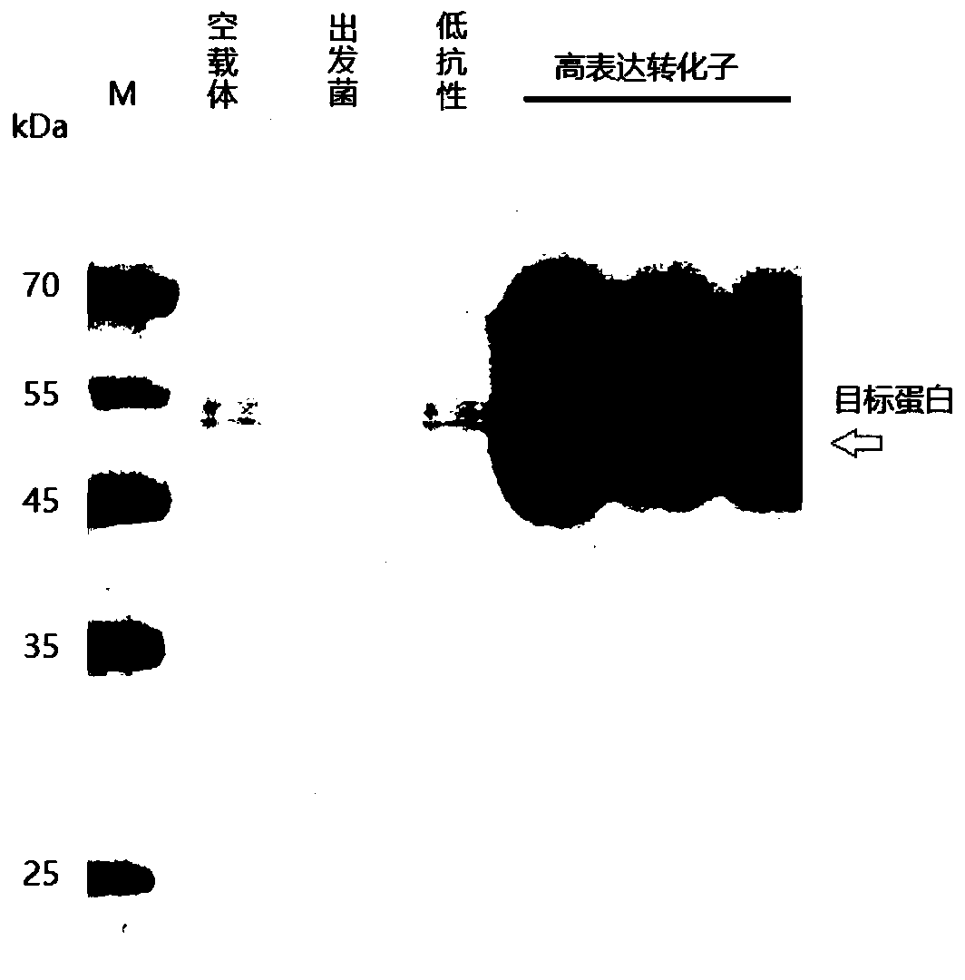 High-expression cellulose endonuclease gene as well as recombinant vector and protein thereof