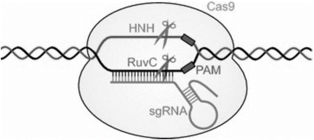 Establishment method of caffeine synthetase CRISPR/Cas9 genome editing vector